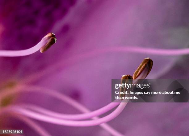 a macro of a pink azalea’s pistils. - macro flower photos et images de collection