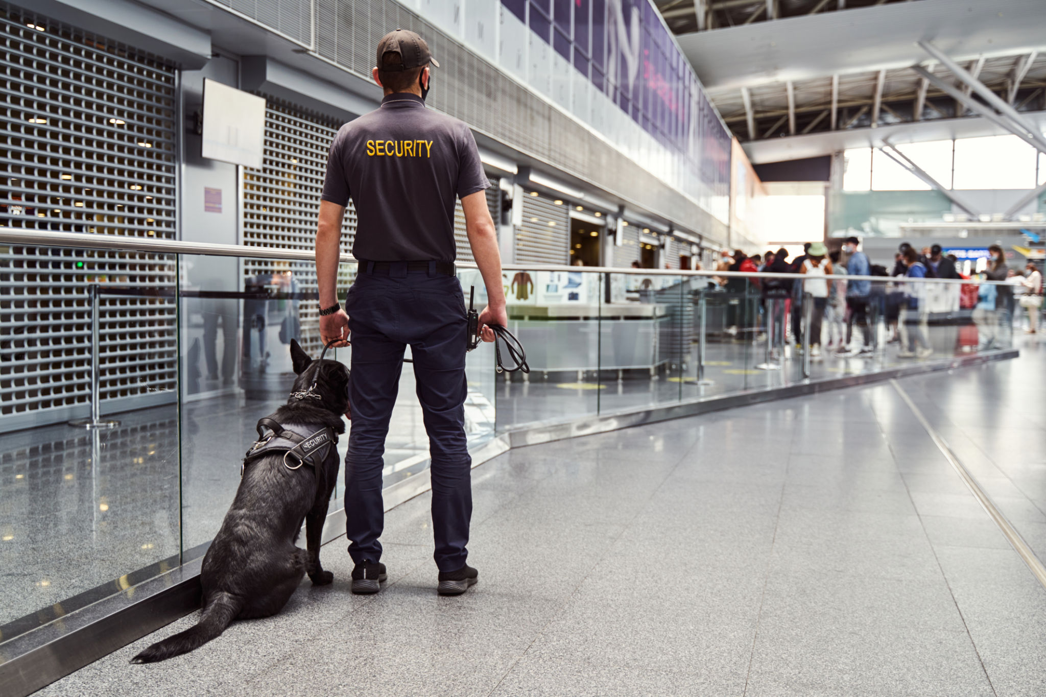 pet safety airport