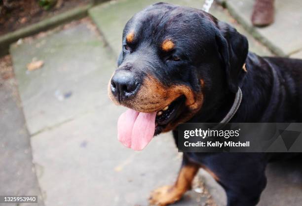 rottweiler on a dog walk - rottweiler fotografías e imágenes de stock