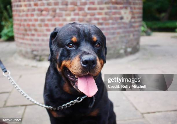 English Rottie English Rottweiler Photos and Premium High Res Pictures - Getty Images