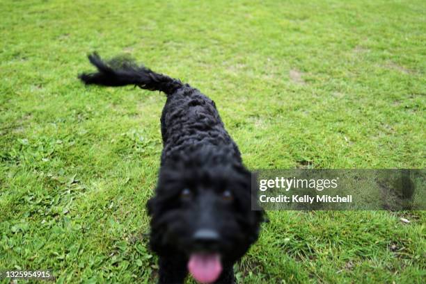Cockapoo Runt Black Cockapoo Photos and Premium High Res Pictures - Getty Images