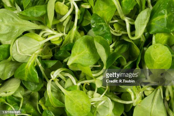 mache lettuce green salad close up background - feldsalat stock-fotos und bilder