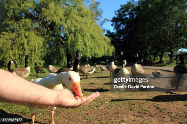 goose being hand-fed bird seed at roath park, cardiff - goose bird stock-fotos und bilder