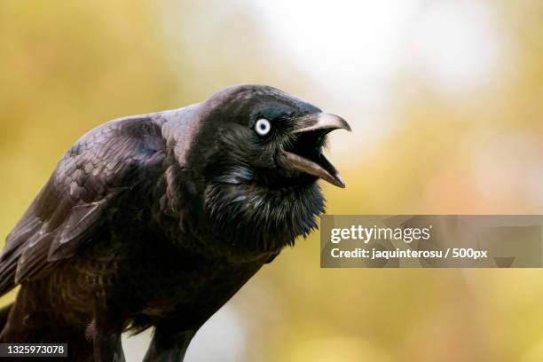 close-up of jackdaw perching outdoors - kauwen stockfoto's en -beelden