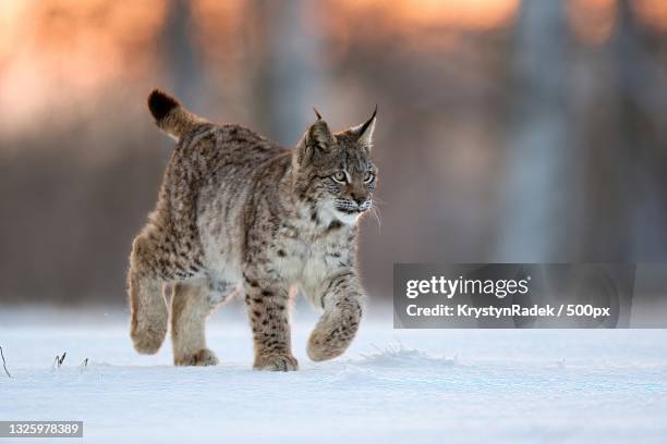 side view of wild cat walking on snow covered field - canadian lynx fotografías e imágenes de stock