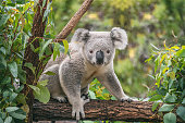 Koala on eucalyptus tree outdoor in Australia