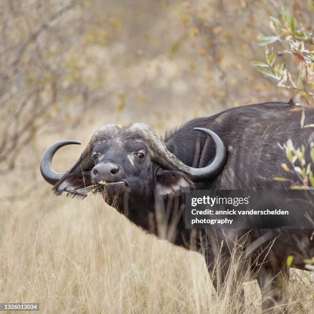 african buffalo - african buffalo stock pictures, royalty-free photos & images