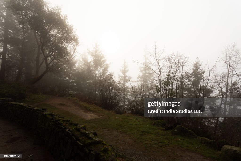 Fog Covered Cliff Edge with Path and Trees