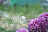 A Cabbage Butterfly Pieris Brassicae On Summer lilac Buddleja davidii Flower