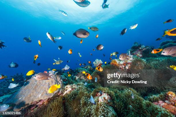 coral reef fish - mele vanuatu stock pictures, royalty-free photos & images