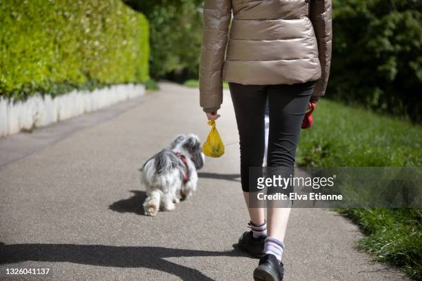 teenager carrying a filled, biodegradable dog poop bag and walking along a footpath in a semi-rural area with a pet dog - cacca foto e immagini stock