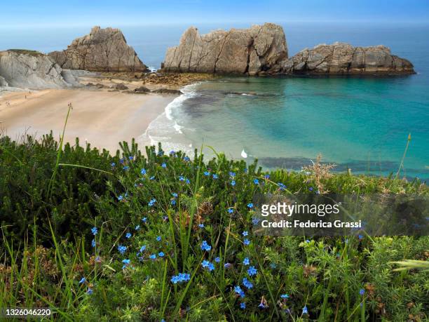 purple gromwell (lithodora or glandora diffusa) flowering at playa de la arnia, liencres, cantabria - cantabria stock-fotos und bilder