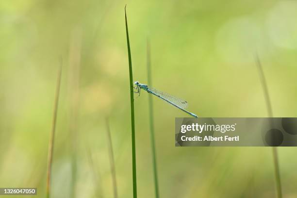 libelle - libelle stock pictures, royalty-free photos & images