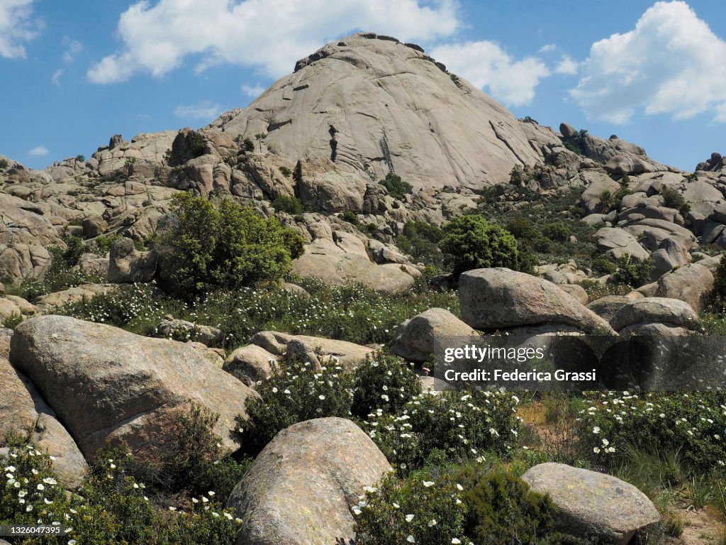 Gum Rockrose (Cistus ladanifer L.)Flowering at Mt. El Yelmo, La Pedriza Wilderness Area near Madrid