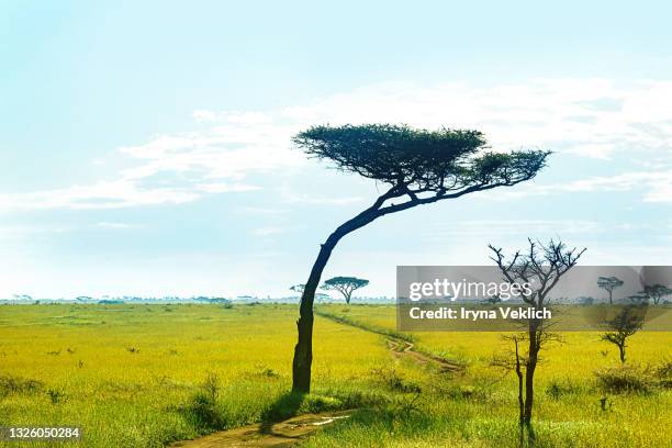 game drive on dirt road from safari car in serengeti national park in tanzania, africa. - serengeti national park stock pictures, royalty-free photos & images