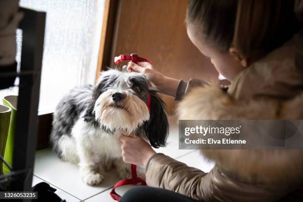 teenager putting red harness on to a pet dog by a front door, in preparation for going for a walk together - pet leash stockfoto's en -beelden