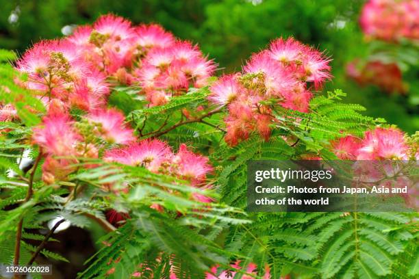albizia julibrissin / silk tree flower - seidenbaum stock-fotos und bilder