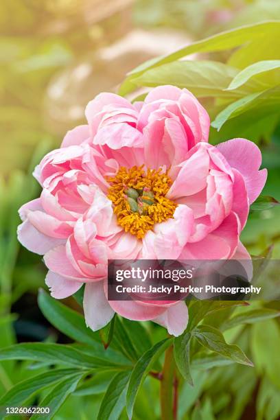 beautiful summer flowering, soft pink peony - paeony flower - peony ストックフォトと画像