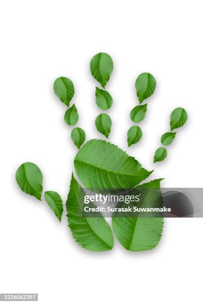 green leaves in the shape of hands and feet isolated on a white background. - ast baum hand frühling stock-fotos und bilder