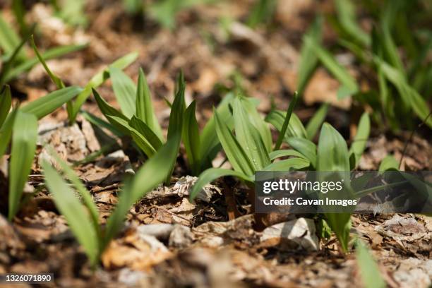 Wisconsin Wild Ramps 295 Wild Ramps Stock Photos, High-Res Pictures, and Images - Getty Images