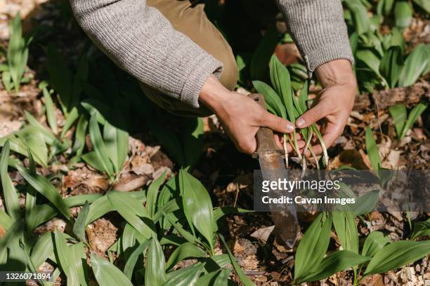 close up of man's hands with freshly foraged wild ramps and a knife - wild leek stock pictures, royalty-free photos & images