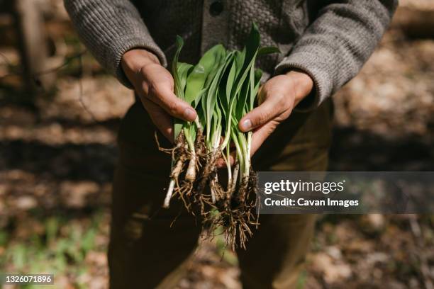 close up of man's hands holding his freshly foraged wild ramps - foraging stock pictures, royalty-free photos & images