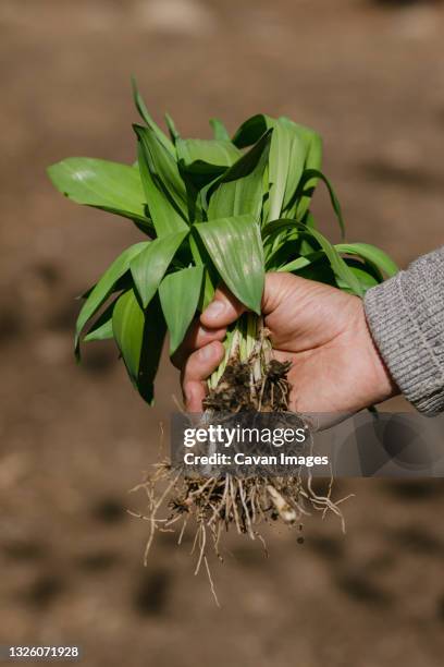 man's hand holding fresh picked wild ramps - wild leek stock pictures, royalty-free photos & images