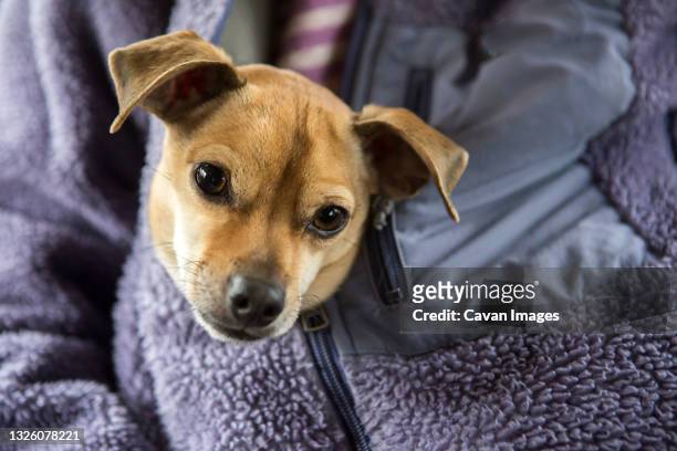 a cute chihuahua dog is zippered into a woman's purple sweatshirt - geredde hond stockfoto's en -beelden