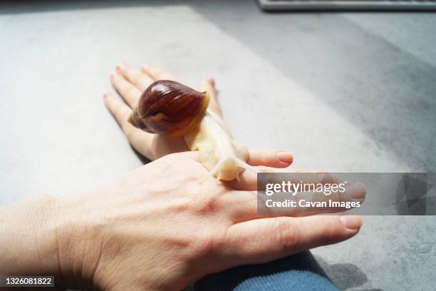 ahatina snail crawls on the hands - snail stockfoto's en -beelden