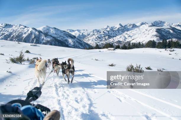 rear view of sled dogs pulling sleigh on snowy landscape - haute garonne stock pictures, royalty-free photos & images