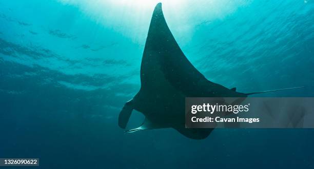 a majestic manta ray in the rich waters of raja ampat / indonesia - water glide stock pictures, royalty-free photos & images