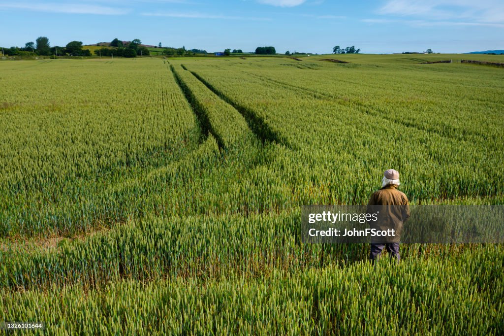 High angle view of a senior man in a field