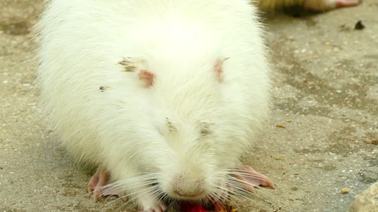 398 Funny Rat Videos and HD Footage - Getty Images 398 Funny Rat Videos and HD Footage - Getty Images