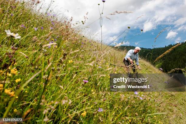 senior farmer using scythe on steep slope hill at salzburg state, austria - gras sense stock-fotos und bilder