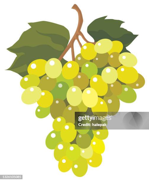 stockillustraties, clipart, cartoons en iconen met grape - druiven