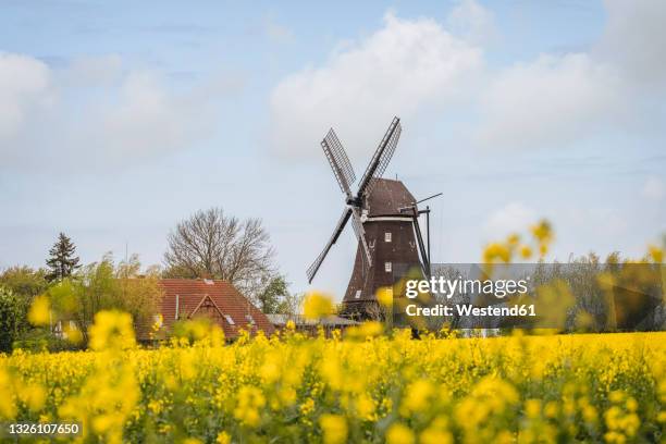 germany, schleswig-holstein, lemkenhafen mill museum with blooming oilseed rapes in foreground - fehmarn stock pictures, royalty-free photos & images