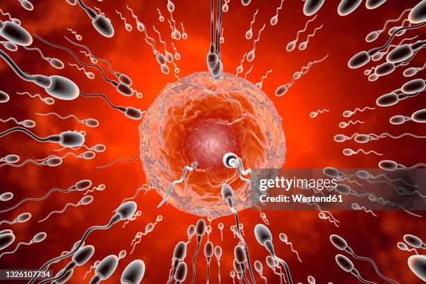 Fertility Red 189 Red Sperm Stock Photos, High-Res Pictures, and Images - Getty Images