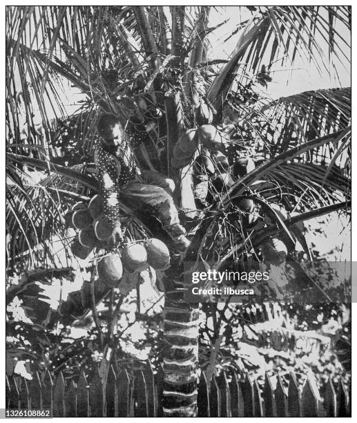 antique black and white photograph: gathering coconuts, cuba - climbing coconut tree stock illustrations