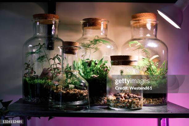 terrarium under electric lamp at home - terrarium glass stock pictures, royalty-free photos & images