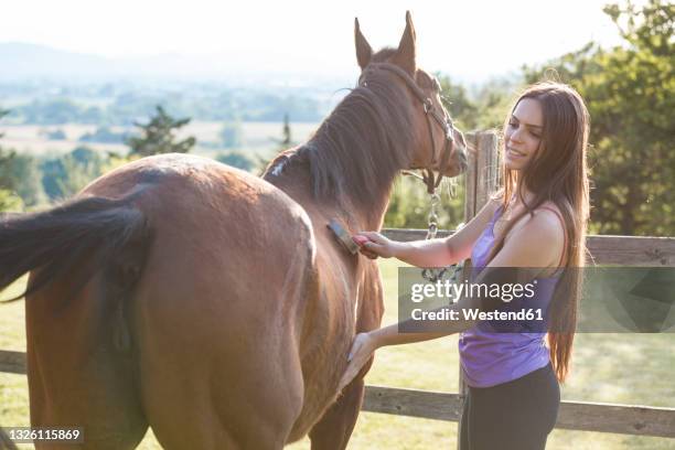 smiling woman brushing horse hair by fence - combing bildbanksfoton och bilder