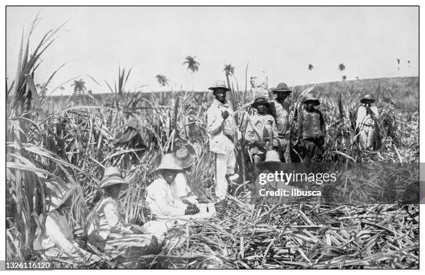 illustrations, cliparts, dessins animés et icônes de photographie antique en noir et blanc : champ de canne à sucre, cuba - sugar cane field