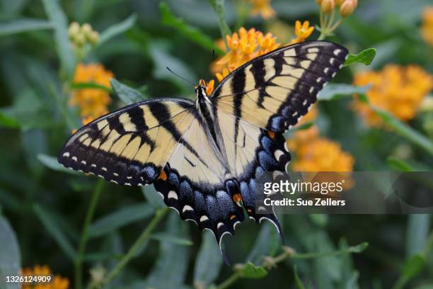 eastern tiger swallowtail on butterfly weed - swallowtail butterfly stock pictures, royalty-free photos & images