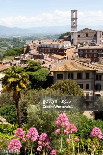 italy,province of arezzo, arezzo, outskirts of medieval town in spring with high bell tower in background - arezzo stock pictures, royalty-free photos & images