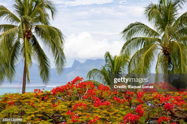 south pacific scenic view, tropical flowers and palms with island in distance - tahiti flower stock pictures, royalty-free photos & images