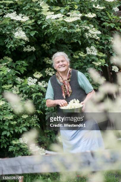 smiling senior woman holding elderberry flowers in front yard - austria food stock pictures, royalty-free photos & images