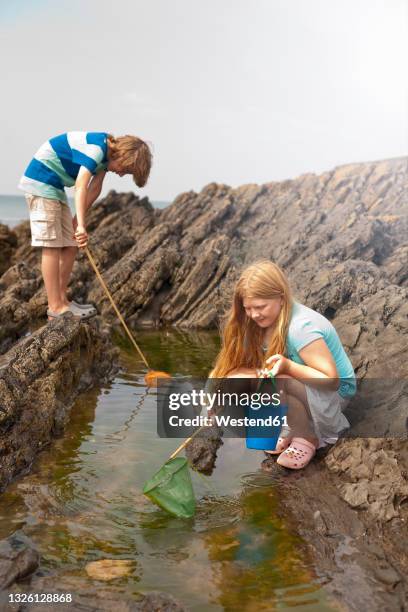 friends fishing with nets at tidal pool - boy exploring on beach stock-fotos und bilder