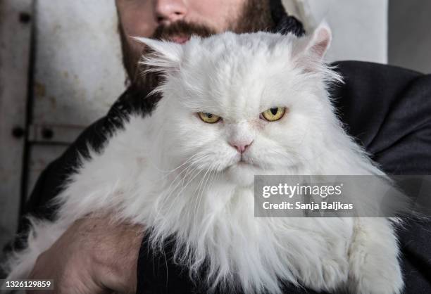 grumpy white cat - grumpy old man stock pictures, royalty-free photos & images