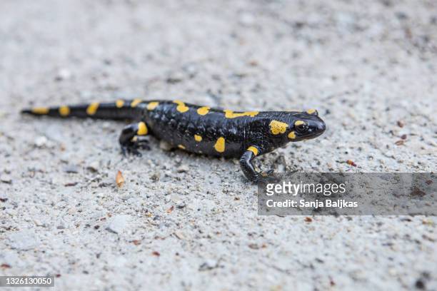 free salamander - salamandra fotografías e imágenes de stock