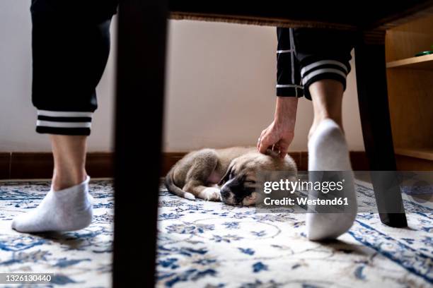 woman stroking puppy sleeping on carpet at home - legs in stockings stock-fotos und bilder