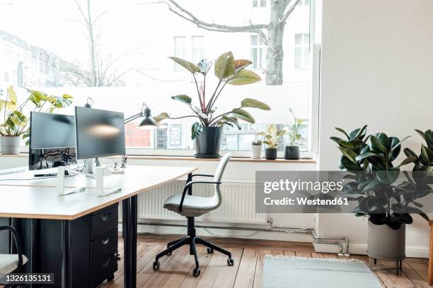 plants by window and desk in office - 鉢植え 無人 ストックフォトと画像